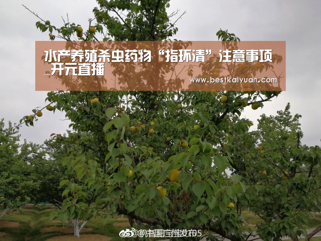 开元下载
