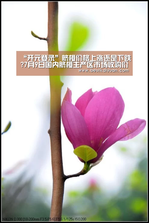 “开元登录”脐橙价格上涨还是下跌?7月9日国内脐橙主产区市场收购价格(图1) 开元体育
